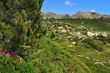 Fototapeta na wymiar Pyrénées Orientales,site des Bouillouses 1