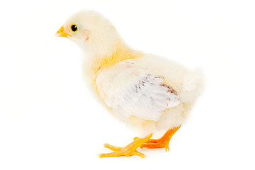 Chicken on white background