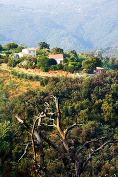 Sur les hauteurs  (Massif du Tanneron, Provence)