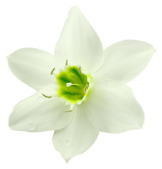 Fototapeta na wymiar fleur blanche lys de l'Annonciation, fond blanc