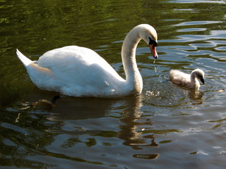 Naklejka premium Swan and Cygnet