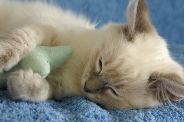 Fototapeta na wymiar kitten asleep with toy