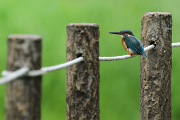 公園のカワセミ