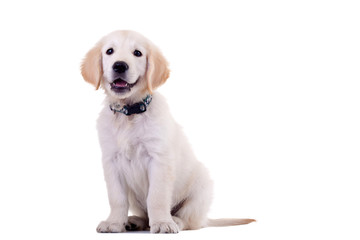 curious golden labrador retriever