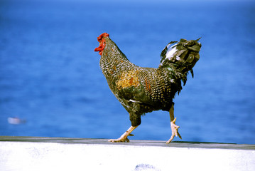 Chicken or rooster on white wall