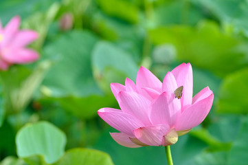 蓮の花と蝶々