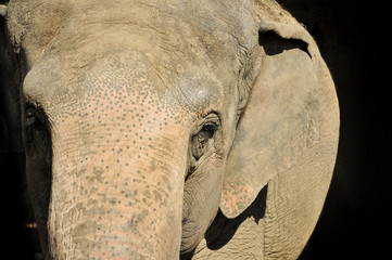 elefante sguardo sx