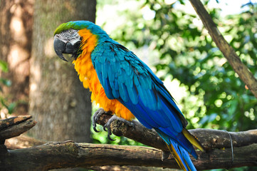 pappagallo ara giallo blu © 4ndrea