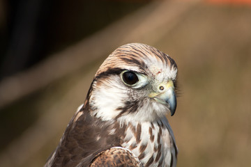 head and piercing eye of a Saker Falcon