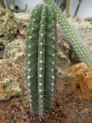 Cactus jardin des plantes