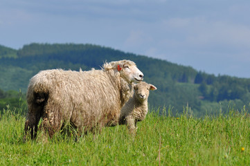 Mum sheep and her baby lambs
