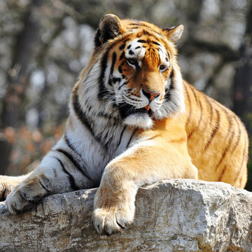 tiger