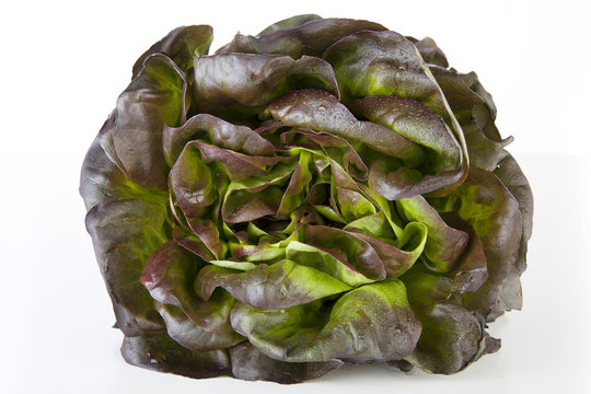 Red Lettuce