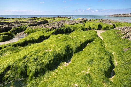 la pollution aux algues vertes en Bretagne Finistère France