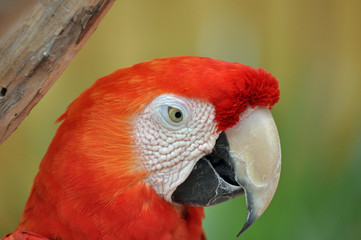 Papagei