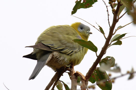 Yellow-footed Green Pigeon Treron Phoenicoptera