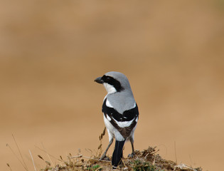 Southern Grey Shrike Lanius meridionalis