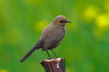 Indian Robin Saxicoloides fulicata