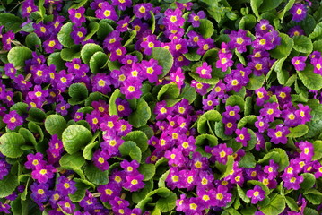 violet flowers pattern