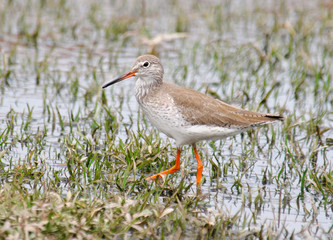 Common Redshank Tringa totanus