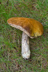 leccinum aurantiacum in forest