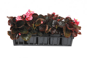 barquette de bégonia
