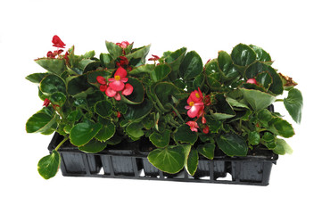 barquette de b&eacute;gonia