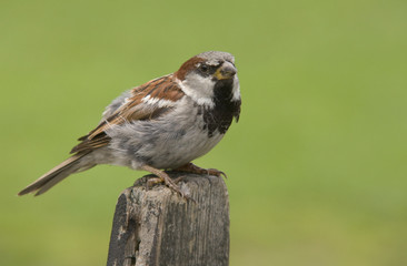 House sparrow