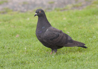 Feral Pidgeon