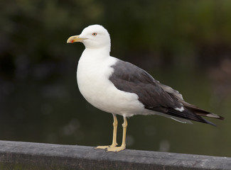 Lesser Black-backed Gull