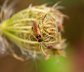 Turnip Sawfly