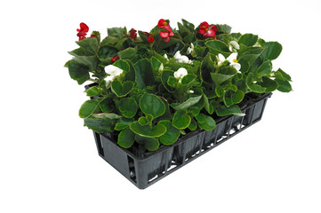 barquette de b&eacute;gonia