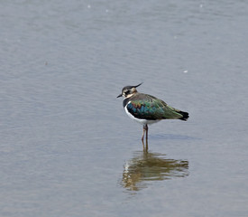 Northern Lapwing