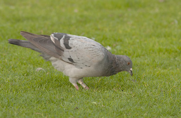 Feral Pidgeon