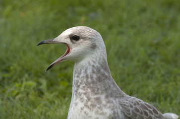 Seagull