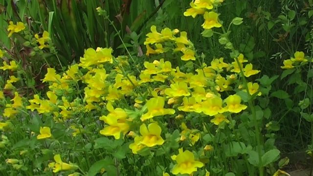 Gauklerblume