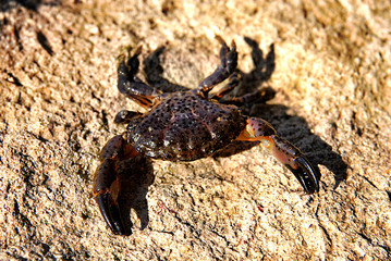 Crab