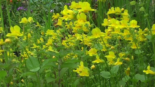 Gauklerblume