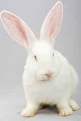White rabbit on a gray background