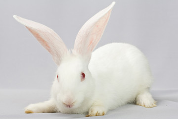 White rabbit on a gray background
