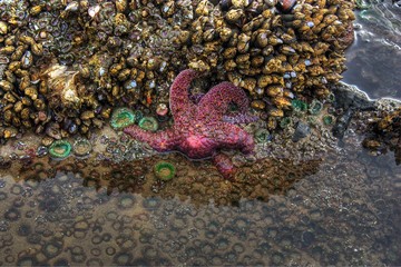 Starfish in Tide Pool