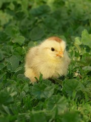 The little chick in the grass