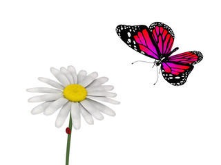 butterfly and daisy on white background