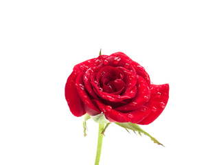 Red rose with dew drops