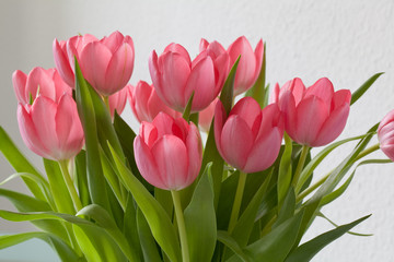 Tulpen
