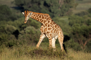 Male giraffe