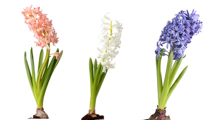 Hyacinth isolated