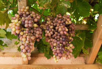 Grapes in garden