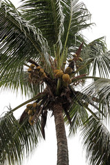 cocotier, fond blanc