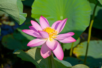 lotus (Nelumbo komarovii, Nelumbo nucifera)